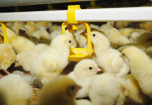 InmuSal, la solución fitogénica para potenciar la inmunidad y protección del pollito vacunado frente a Salmonella