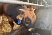 Un proyecto de investigación trabaja para conseguir un bebedero que reduzca la incidencia de enfermedades del ganado