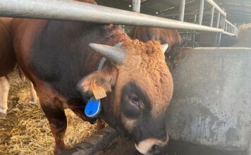 Un proyecto de investigación trabaja para conseguir un bebedero que reduzca la incidencia de enfermedades del ganado