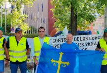 Unión de Uniones critica la inoperancia de las administraciones y reclama medidas para proteger a los ganaderos de los ataques del lobo