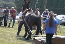 CONCURSO DE ARRASTRE DE MULAS LLANERA 2024