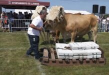 CONCURSO DE ARRASTRE DE BUEYES LLANERA 2024