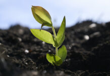 Nutrigest: innovación en la gestión nutricional y la sostenibilidad del eucalipto glóbulus en Asturias