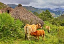 El Gobierno de Asturias pedirá al Ministerio de Agricultura que cofinancie las vacunas de la cabaña ganadera