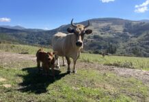 El Gobierno destina a Asturias más de 1,1 millones de euros para combatir enfermedades animales y mantener su estatus sanitario