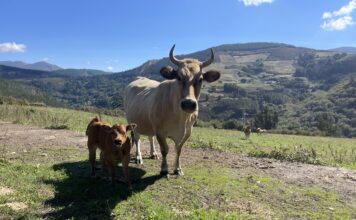 El Gobierno destina a Asturias más de 1,1 millones de euros para combatir enfermedades animales y mantener su estatus sanitario