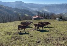 Asturias aprueba ayudas directas por más de un millón para 506 ganaderías afectadas por la enfermedad hemorrágica epizoótica