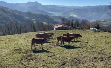 Asturias aprueba ayudas directas por más de un millón para 506 ganaderías afectadas por la enfermedad hemorrágica epizoótica