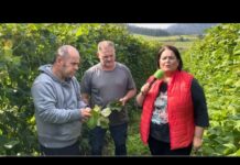 Entrevista a José García y Ángel García, productores de IGP Faba Asturiana de Arbón