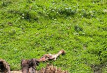 USAGA pide que el Consejero de Medio Rural que se pronuncie sobre la decisión de Sánchez de mantener la protección del lobo