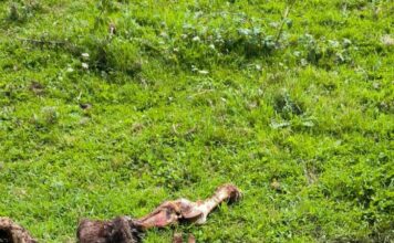 USAGA pide que el Consejero de Medio Rural que se pronuncie sobre la decisión de Sánchez de mantener la protección del lobo