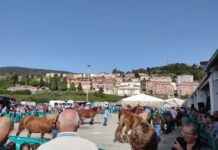La tradicional Feria de San Francisco de Tineo se celebrará este sábado