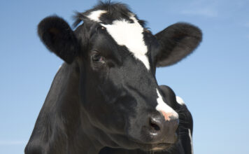 Novalac® Start Impulse: Potenciando la salud y producción de leche en vacas de transición