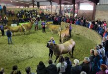 El certamen ganadero de Villablino acogerá esta edición un curso de jueces de Aseava