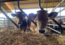 Medio Rural reparte 170.000 euros en ayudas a asociaciones de defensa sanitaria ganadera para el control de enfermedades