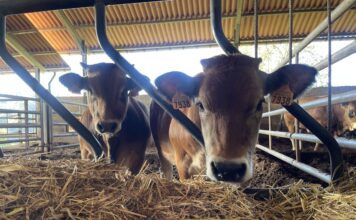 Medio Rural reparte 170.000 euros en ayudas a asociaciones de defensa sanitaria ganadera para el control de enfermedades