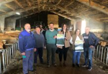 Cerca de 300 animales competirán en la XXXIX Muestra Ganadera Local de la Raza Asturiana de los Valles de Cangas del Narcea