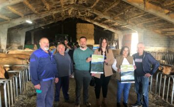 Cerca de 300 animales competirán en la XXXIX Muestra Ganadera Local de la Raza Asturiana de los Valles de Cangas del Narcea