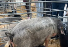 Medio Rural publica el nuevo programa de cría y mejora del gochu asturcelta