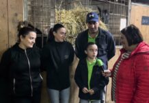 Yeguada Jesús González, criador de Pura Raza Española (PRE) en Muñón (Lena)