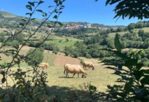 El Gobierno de Asturias abona 6,4 millones más del anticipo de las ayudas de la PAC a 4.484 explotaciones