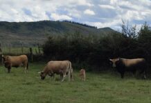 Medio Rural abonó ayer más de ocho millones de ayudas directas de la PAC