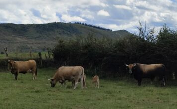 Medio Rural abonó ayer más de ocho millones de ayudas directas de la PAC