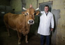 Benfer compra una vaca récord de la raza Asturiana de los Valles