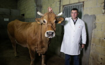 Benfer compra una vaca récord de la raza Asturiana de los Valles