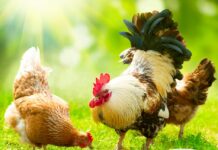Campervit: El suplemento ideal para las gallinas caseras