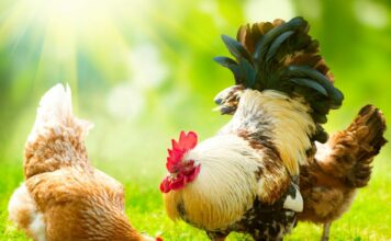 Campervit: El suplemento ideal para las gallinas caseras