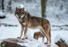 Europa aprueba permitir una mayor flexibilidad en la gestión de las poblaciones de lobos