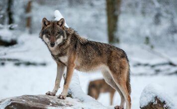 Europa aprueba permitir una mayor flexibilidad en la gestión de las poblaciones de lobos