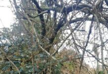 El primer rastreo del plan de control del avispón soror concluye sin detectar ejemplares