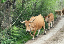 El Principado ha abonado 69,1 millones de las ayudas de la PAC, 3,1 más que en el mismo periodo de 2023