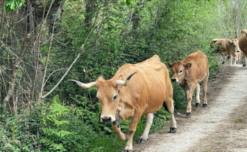 El Principado ha abonado 69,1 millones de las ayudas de la PAC, 3,1 más que en el mismo periodo de 2023