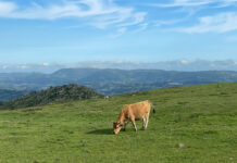 Medio Rural abona siete millones de las ayudas de la PAC a cerca de 7.000 ganaderías de carne y leche