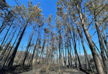 Medio Rural abona hoy más de 2,5 millones a los propietarios de terrenos afectados por los incendios forestales de la primavera de 2023