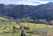 “Ir a ver los animales y encontrar un daño por el lobo te baja la moral”