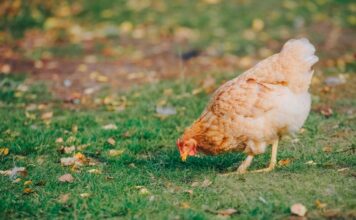El Principado implanta medidas para mercados y exposiciones de aves de corral que se celebren en zonas de especial vigilancia por gripe aviar