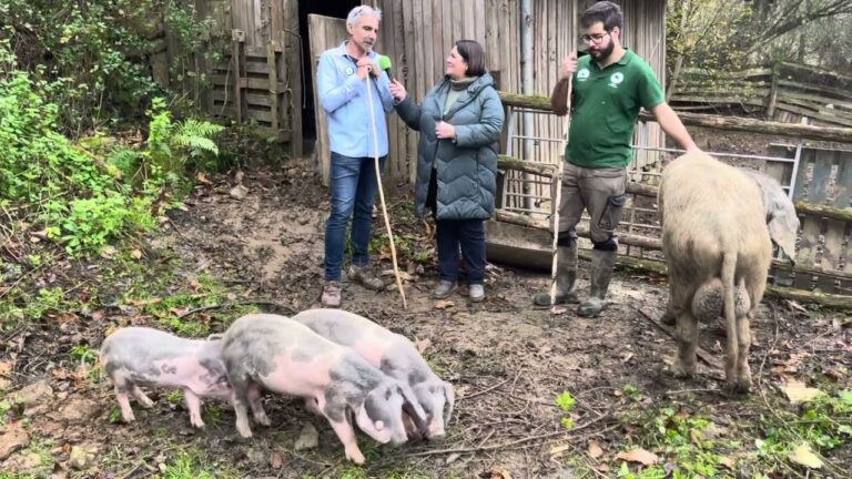 Entrevista a Borja y Javier García, criadores de Gochu Asturcelta en Anieves (Oviedo)