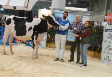 Rey 1239 Chief Divina, novilla Gran Campeona de los concursos Autonómico e Internacional de Frisón de Abanca Cimag-GandAgro 2025