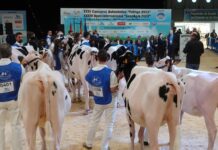 Alta genética y 159 ejemplares de España y Portugal en las competiciones de vacuno frisón de Abanca Cimag-GandAgro 2025