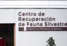 Primer caso de Neospora caninum detectado en Asturias en un cachorro de lobo