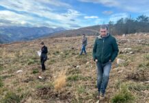 Medio Rural invertirá 700.000 euros en la repoblación de cinco montes de Tineo afectados por los incendios y la peste del pino