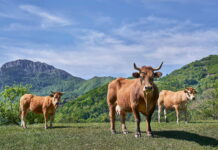 Medio Rural abona más de 3,1 millones de ayudas directas de la Política Agraria Común de la campaña de 2024