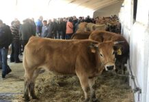 Tineo se prepara para una nueva edición de la Feria de San José