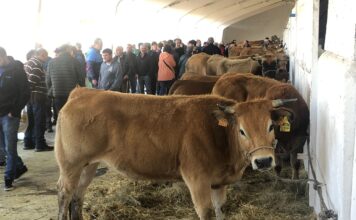 Tineo se prepara para una nueva edición de la Feria de San José