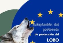 Esto no es un cuento: los lobos están aquí y los ganaderos lo saben