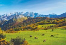 Medio Rural pondrá en marcha una plataforma digital para agilizar la gestión y peritación de los daños de la fauna silvestre